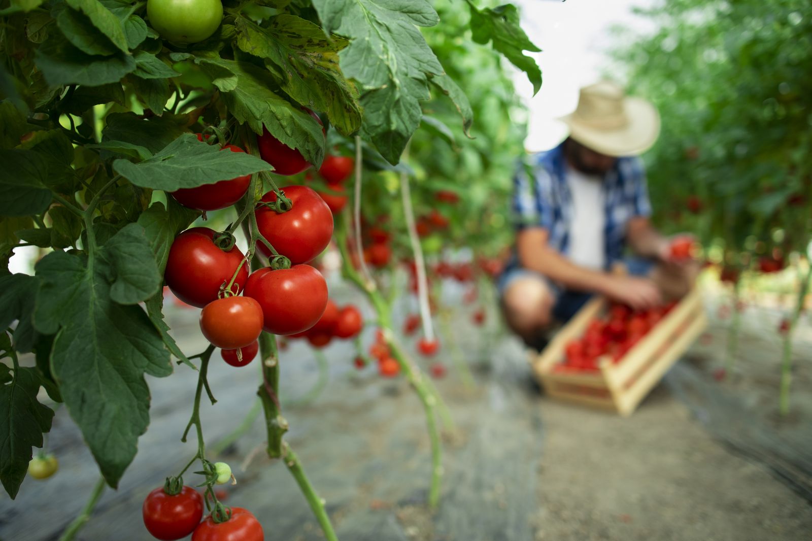 Fresh local produce