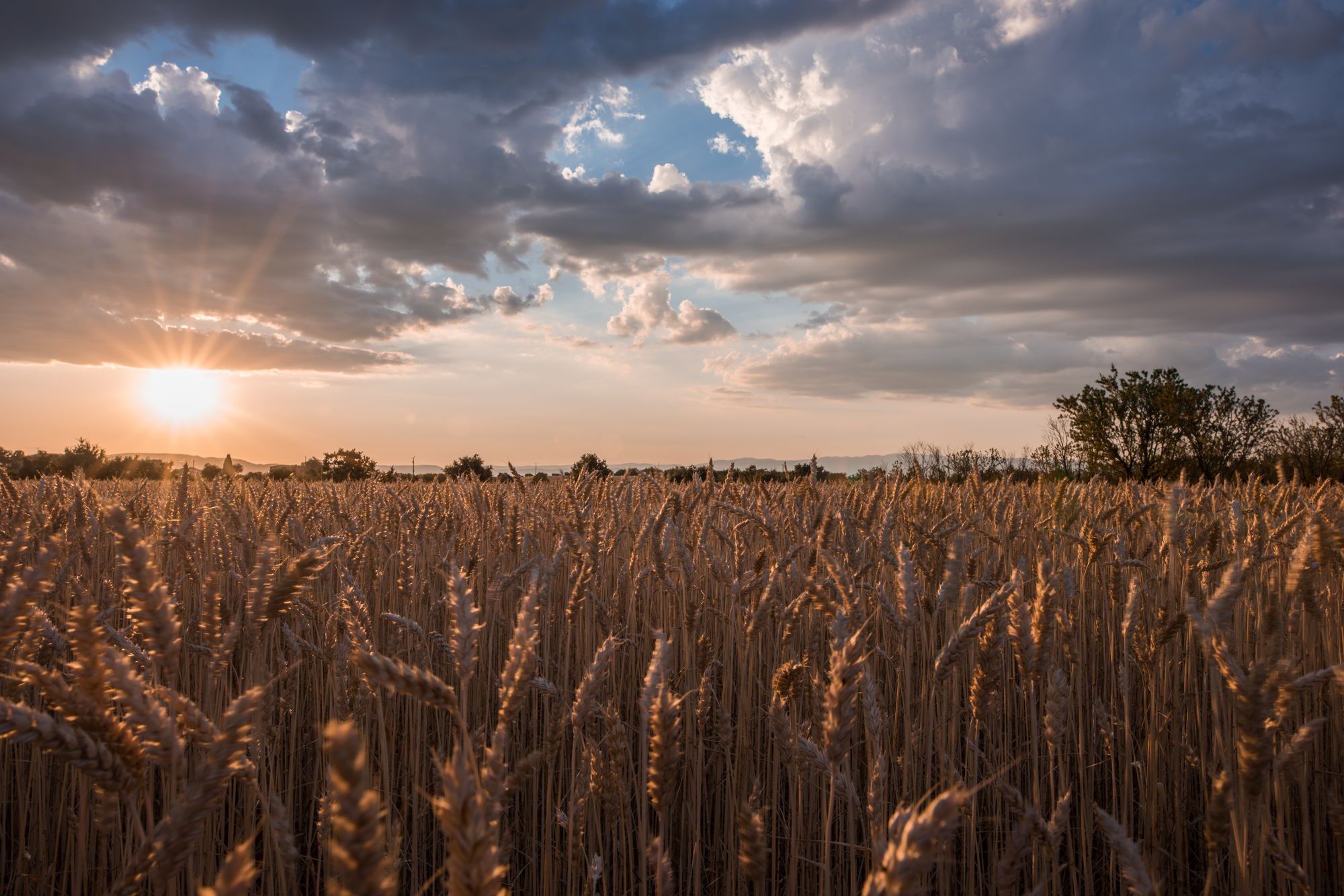 Golden Fields produce and spreads
